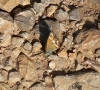 Coenonympha dorus