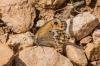 Coenonympha dorus