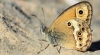 Coenonympha dorus