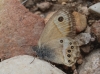 Coenonympha dorus