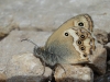 Coenonympha dorus