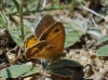 Coenonympha dorus
