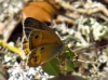 Coenonympha dorus