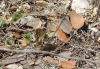 Coenonympha dorus