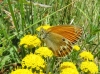 Coenonympha dorus