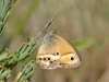 Coenonympha dorus