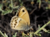Coenonympha dorus