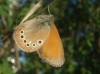 Coenonympha glycerion