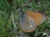 Coenonympha glycerion