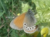 Coenonympha glycerion