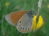 Coenonympha glycerion