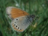 Coenonympha glycerion