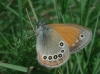 Coenonympha glycerion