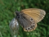 Coenonympha glycerion