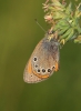 Coenonympha glycerion