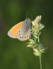 Coenonympha glycerion