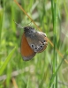 Coenonympha glycerion