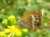 Coenonympha glycerion