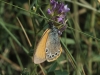 Coenonympha glycerion