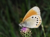 Coenonympha glycerion