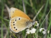 Coenonympha glycerion