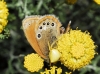 Coenonympha glycerion