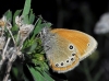 Coenonympha glycerion