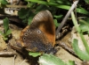 Coenonympha glycerion