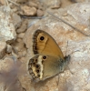 Coenonympha dorus