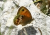 Coenonympha dorus