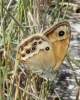 Coenonympha dorus