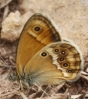 Coenonympha dorus