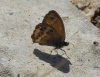 Coenonympha dorus