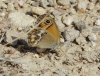 Coenonympha dorus