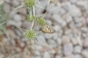 Coenonympha dorus