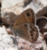 Coenonympha dorus