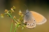 Coenonympha glycerion