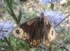 Erebia epistygne