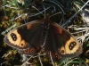 Erebia epistygne