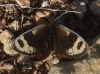 Erebia epistygne