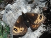 Erebia epistygne