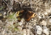 Erebia epistygne