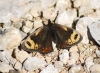 Erebia epistygne