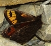 Erebia epistygne