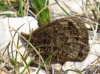 Erebia epistygne