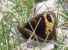 Erebia epistygne