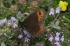 Erebia triaria Erebia triaria