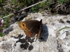 Erebia triaria