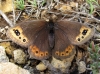 Erebia triaria