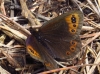 Erebia triaria Erebia triaria